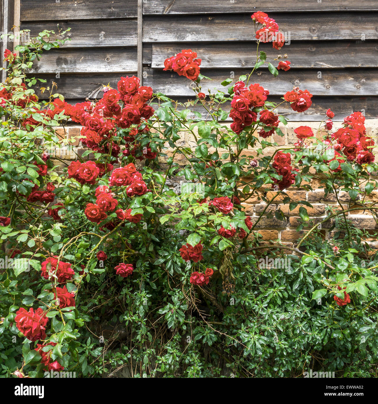 Rote Rosen wachsen alte Wand Stockfoto