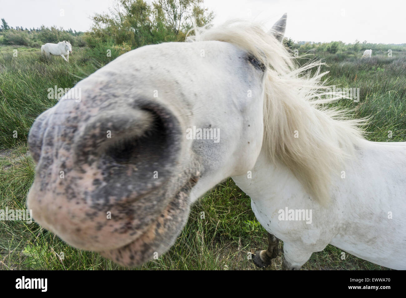 Camargue-Pferde (Equus Caballus), Saintes-Marie-de-la-Mer, Camargue, Frankreich Stockfoto