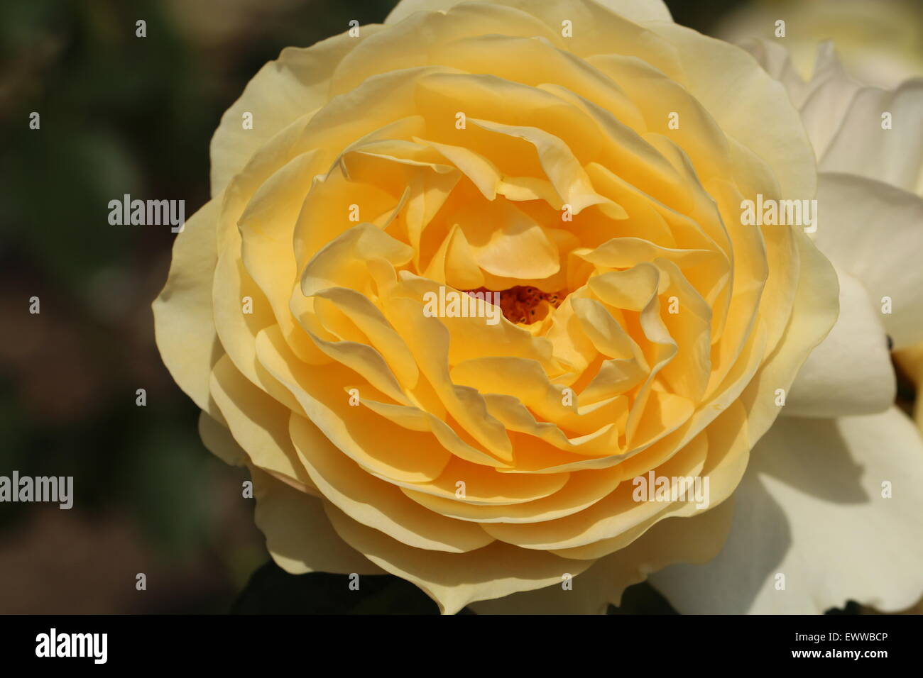 Gelbe komplizierte rose Blume Nahaufnahme Stockfoto