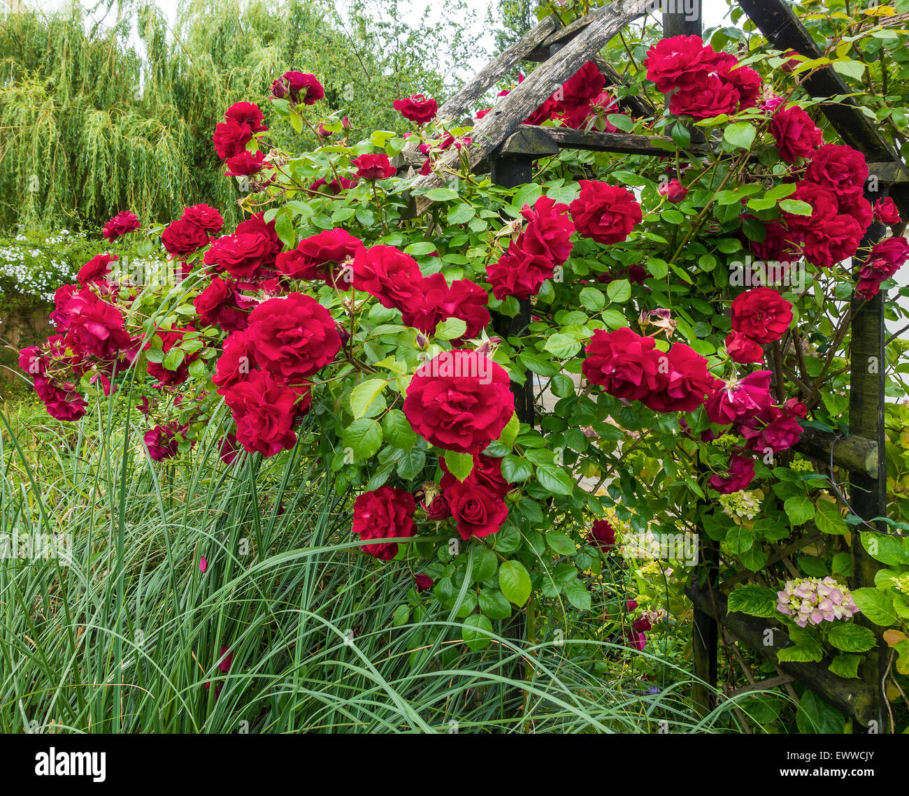 Rote Rose Rosen Rose Arch Stockfoto