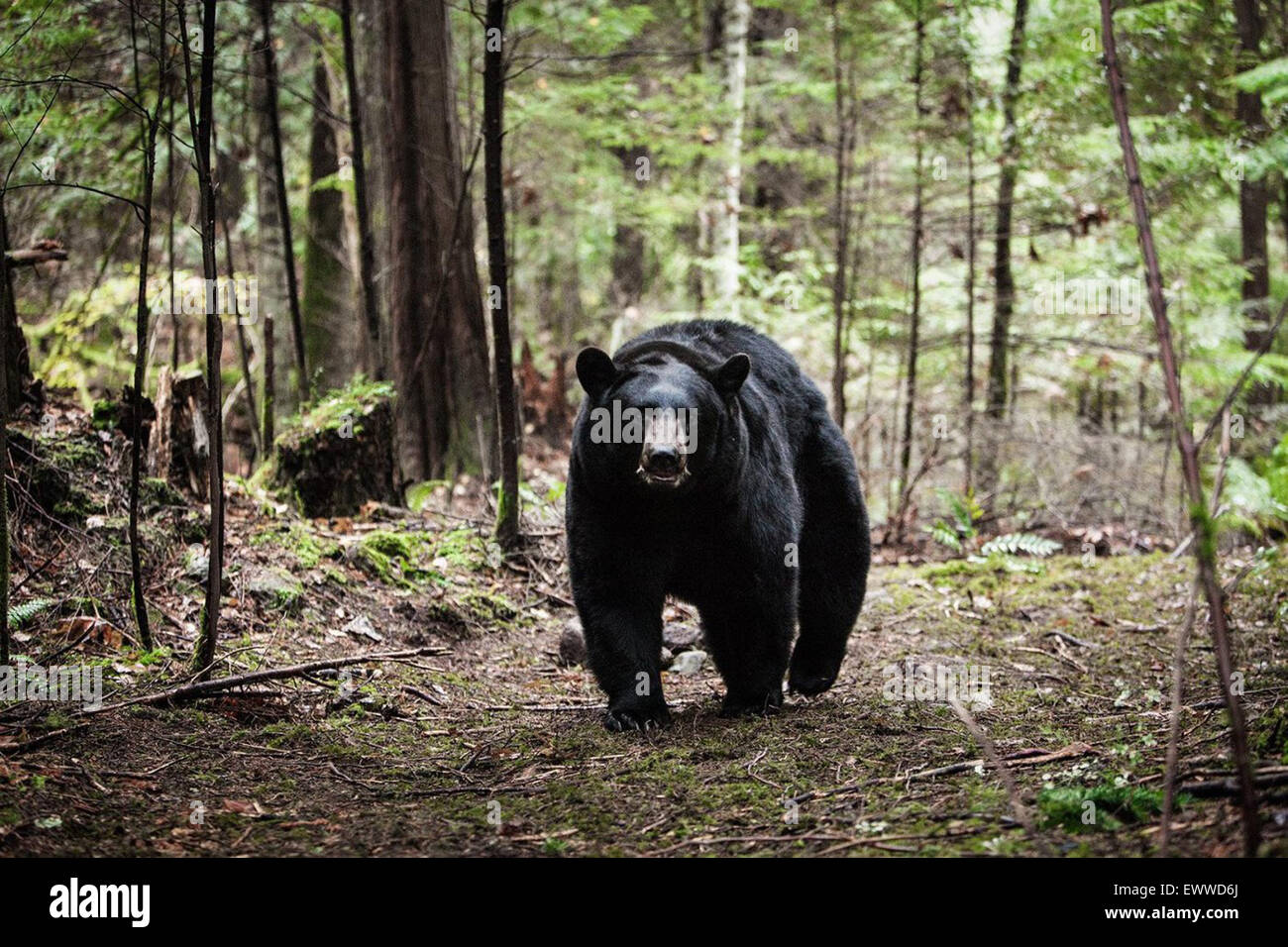 Backcountry Ist Ein 2014 Kanadischen Horrorfilm Geschrieben Und Unter Der Regie Von Adam Macdonald Und Lose Basierend Auf Einer Wahren Geschichte Des 30 Jahr Alten Jacqueline Perry Und Mark Jordan Im Hinterland Des Missinaibi