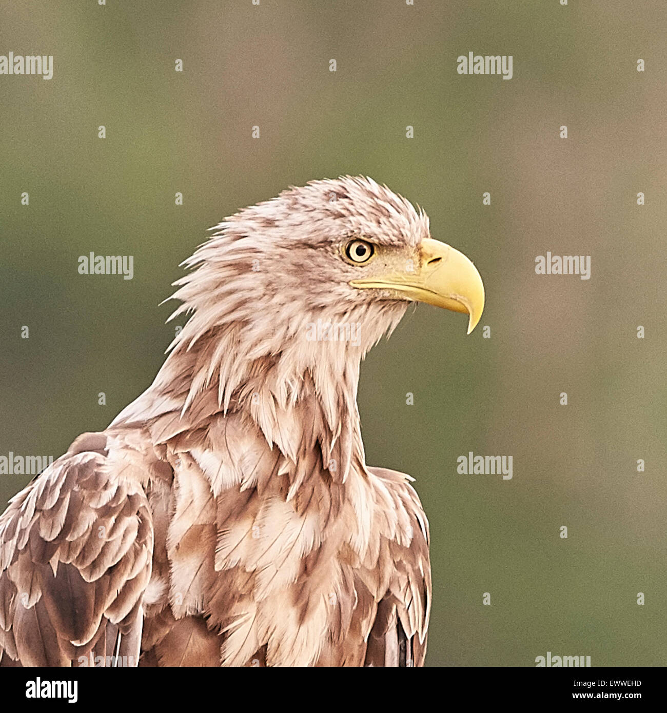 White-Tailed Eagle - Haliaetus Horste Stockfoto