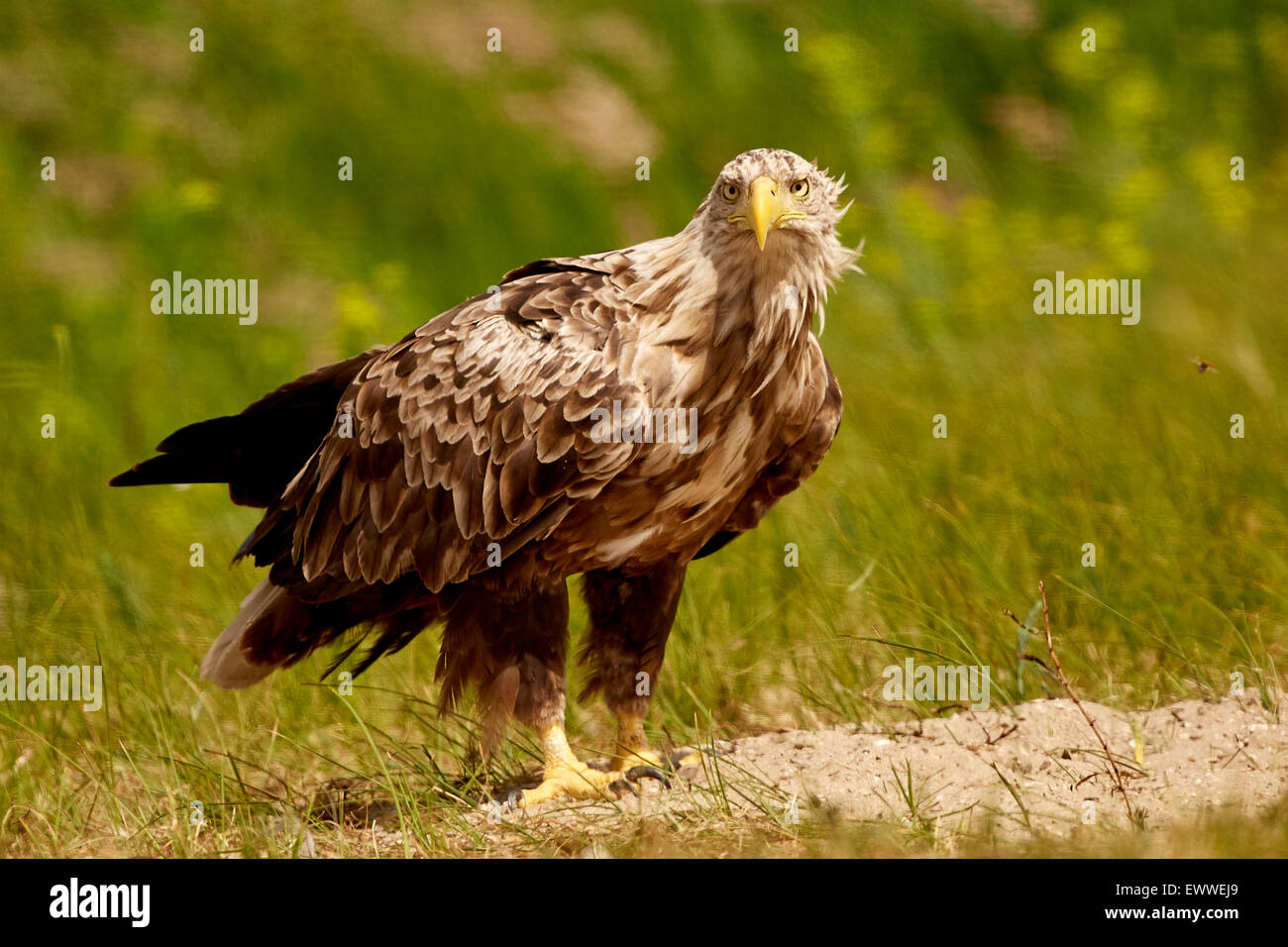 White-Tailed Eagle - Haliaetus Horste Stockfoto