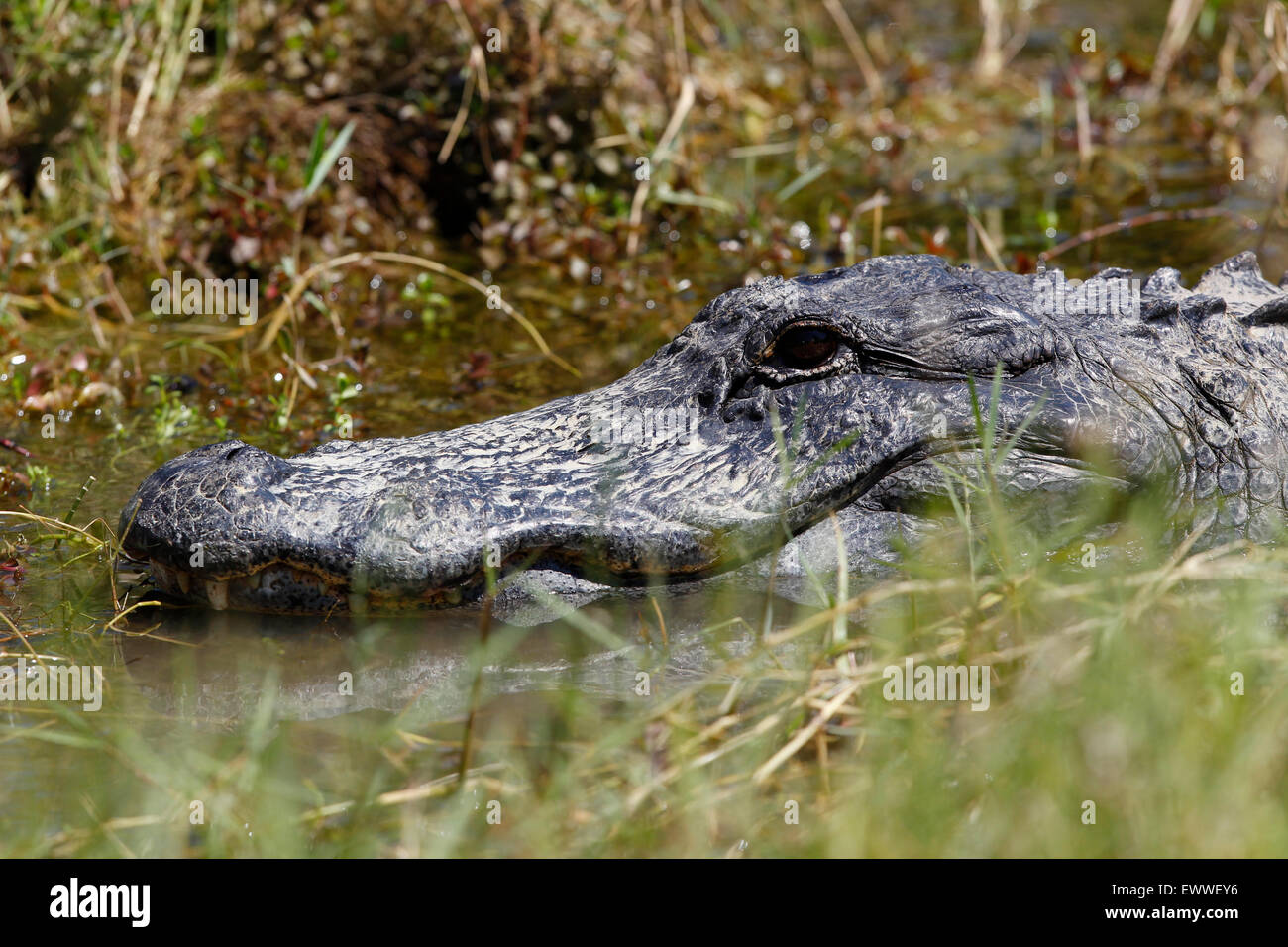 Ein Krokodil sonnt sich in der Sonne in den Florida Everglades in der Nähe von Unterreichenbach, Florida. Stockfoto