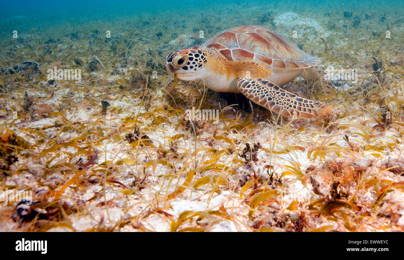 Eine Meeresschildkröte Feeds auf Sea Grass in Maho Bay auf der Insel St. John in den U.S. Virgin Islands. Stockfoto