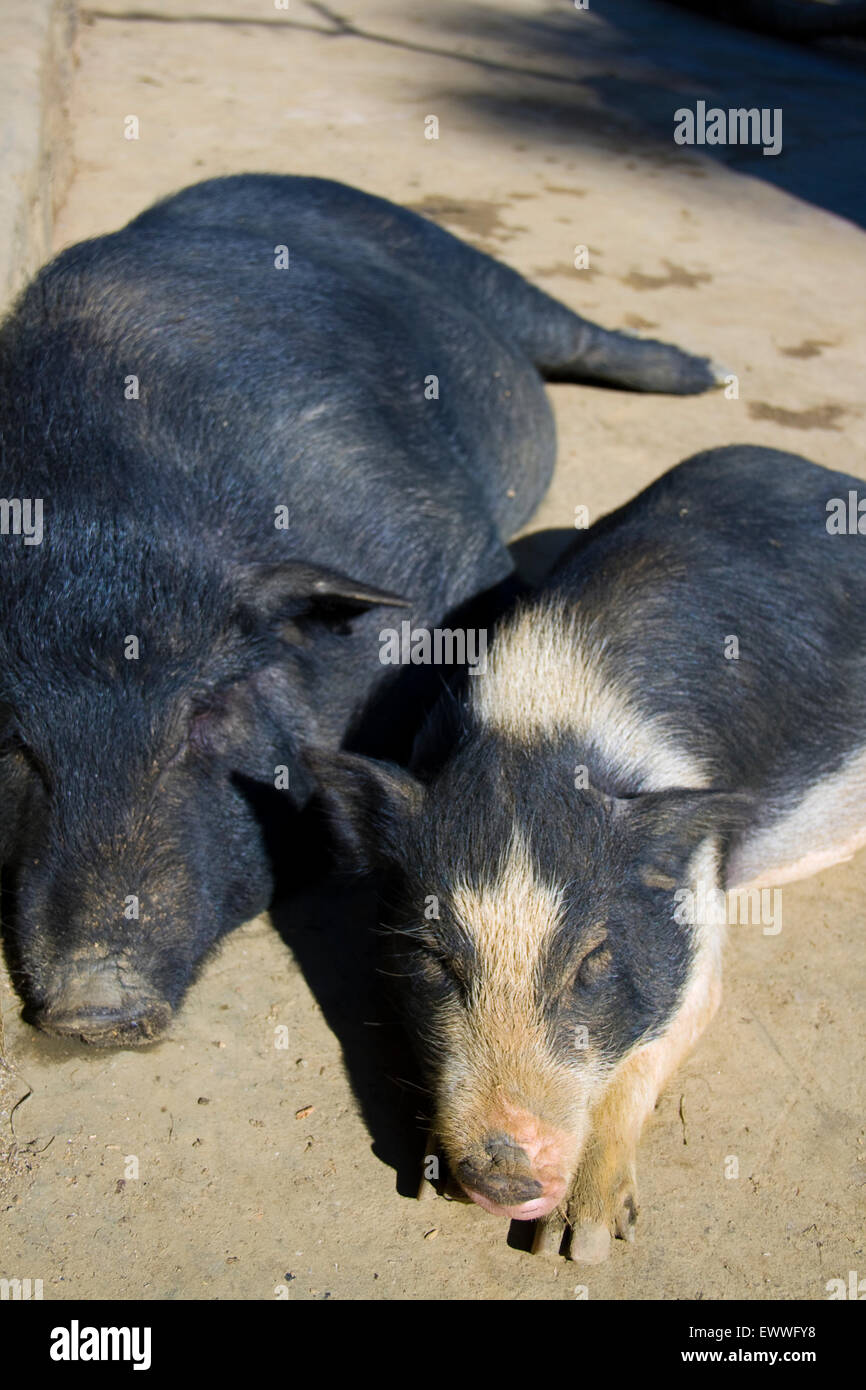 Zwei Schweine schlafen in der Sonne Stockfoto