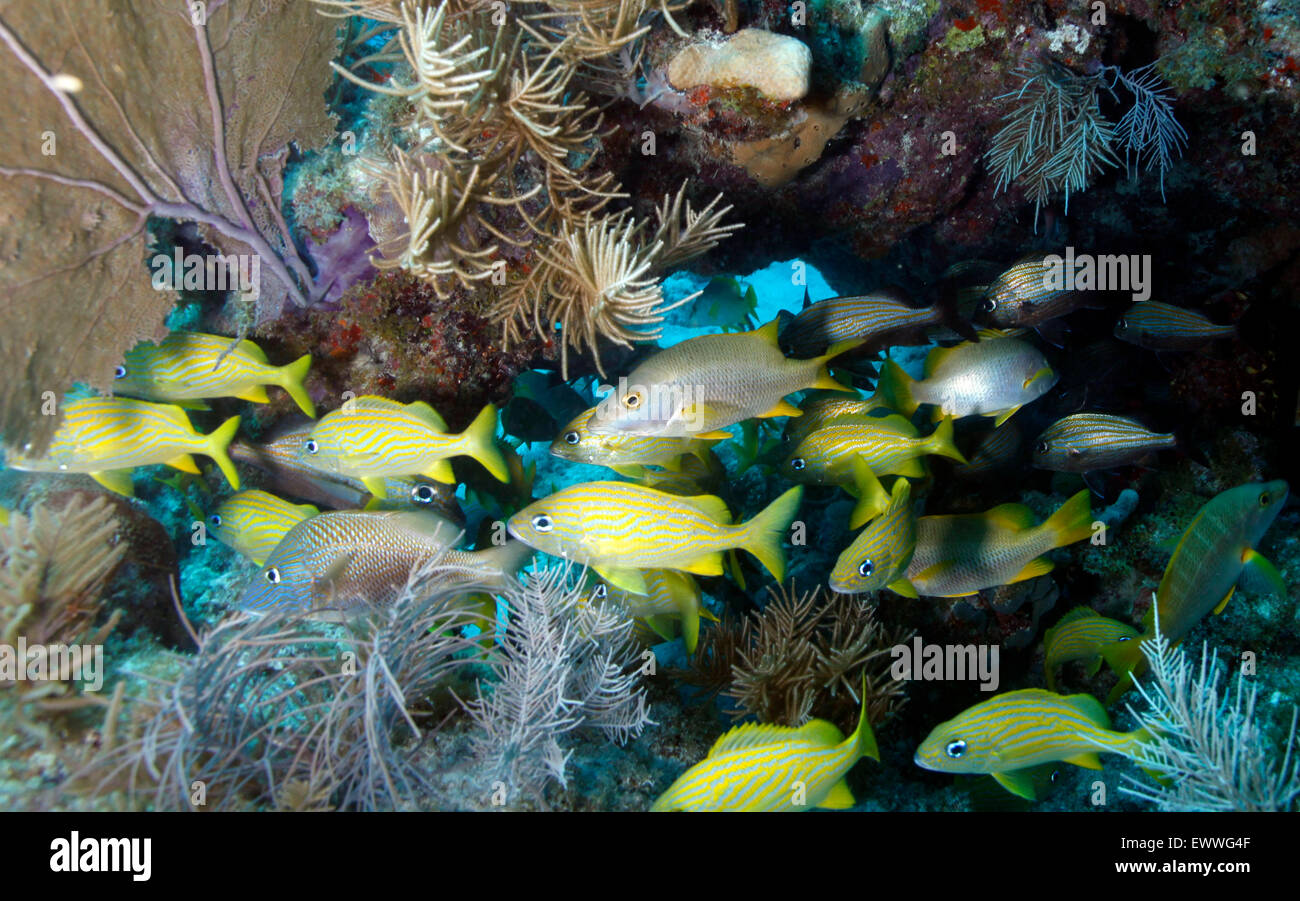 Schwärme von Schnappern, Grunzen und anderen Reed Fische schwimmen unter einem Felsvorsprung bedeckt in Meer, Korallen und Gorgonien Gräser in den Gewässern Stockfoto
