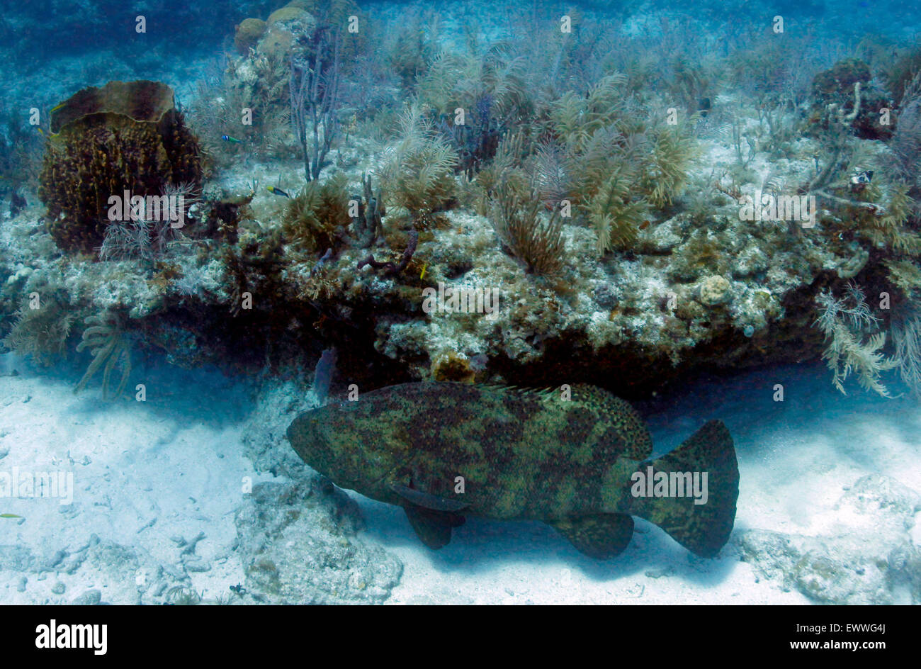 Ein Goliath Grouper schwimmt entlang der Kante von einem Felsvorsprung in Korallen, Gorgonien und Gräser in den Gewässern südlich von Key West abgedeckt. Stockfoto