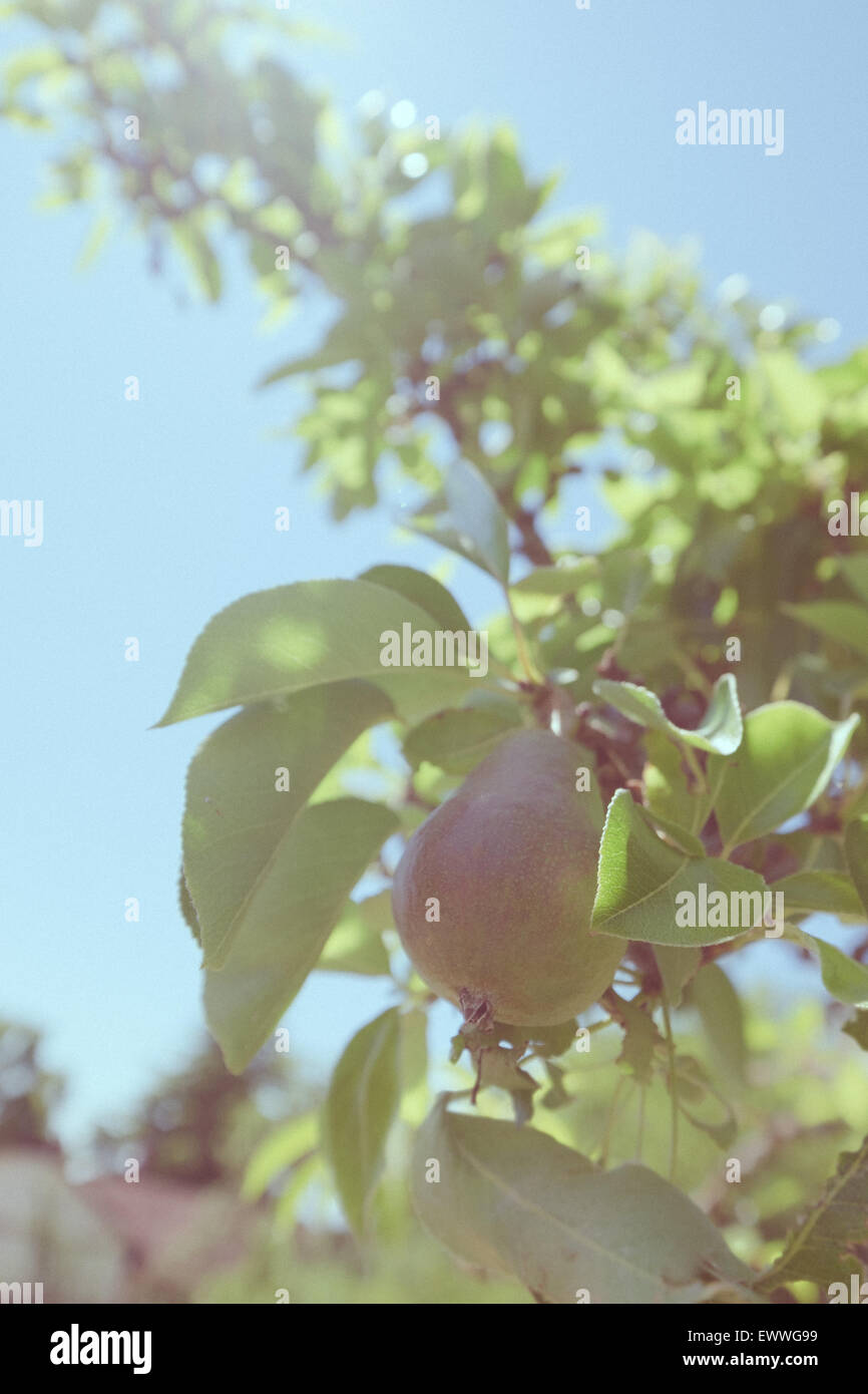 Ein Retro-Stil-Foto einer Birne wächst auf einem Baum Stockfoto