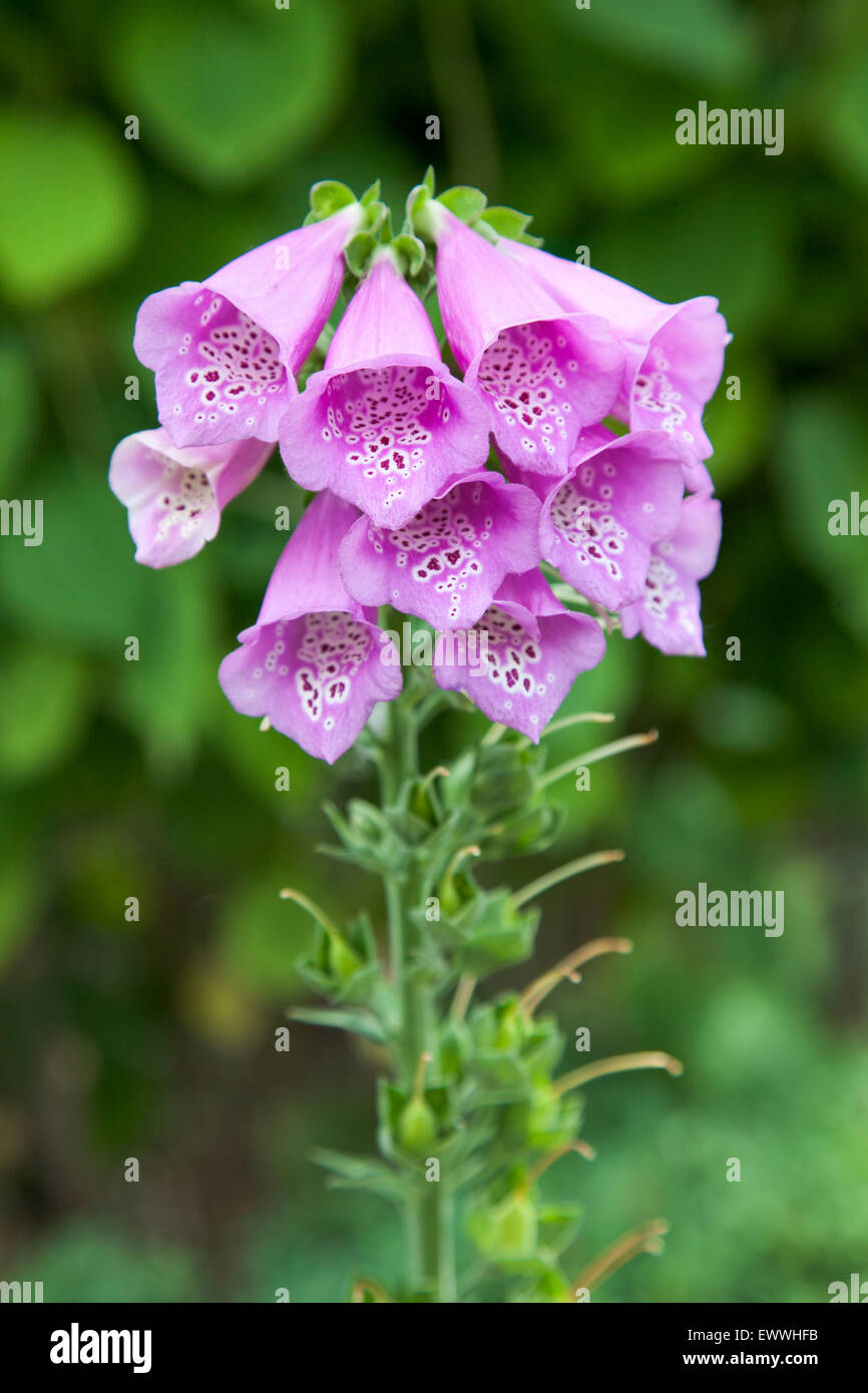 Rosa / lila gewöhnliche Fuchspüle (Digitalis purpurea) Blüten Stockfoto