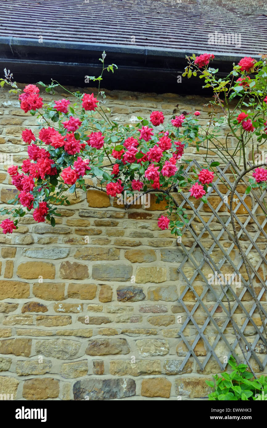 Klettern Sie rose rose Blume an der Heimat UK Stockfoto