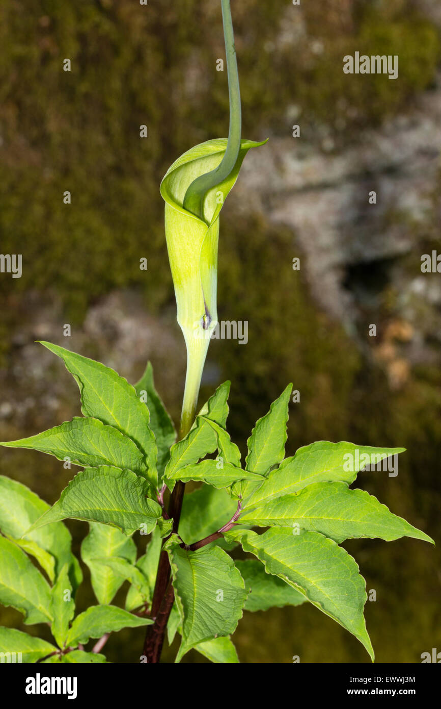 Mit Kapuze Blume und attraktives Laub Whiptail Kobra Lilie, Arisaema tortuosum Stockfoto