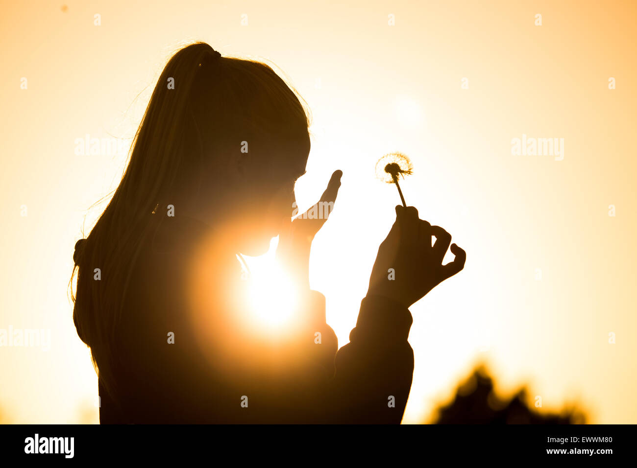 Teenager-Mädchen Hintergrundbeleuchtung durch die Sonne hielt ein Löwenzahn Samen Kopf Vorbereitung darauf zu blasen. Raum nach rechts oben des Bildes zu kopieren und Stockfoto