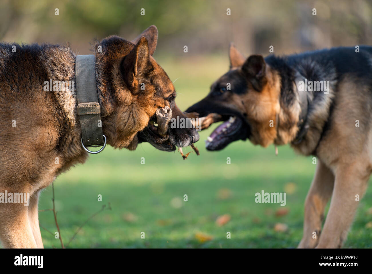 Zwei Hunde kämpfen über Stick Stockfoto