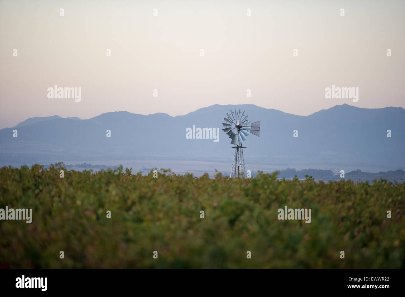 Stellenbosch, Südafrika - südafrikanische landwirtschaftlich genutzter Flächen und Weinberge Stockfoto