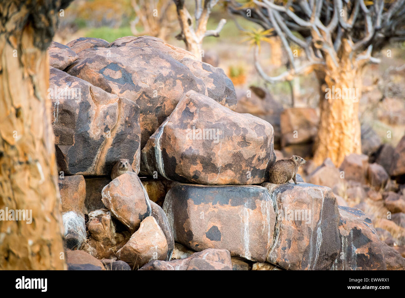 Keetmanshoop, Namibia - Rock Klippschliefer (Schliefer) Stockfoto