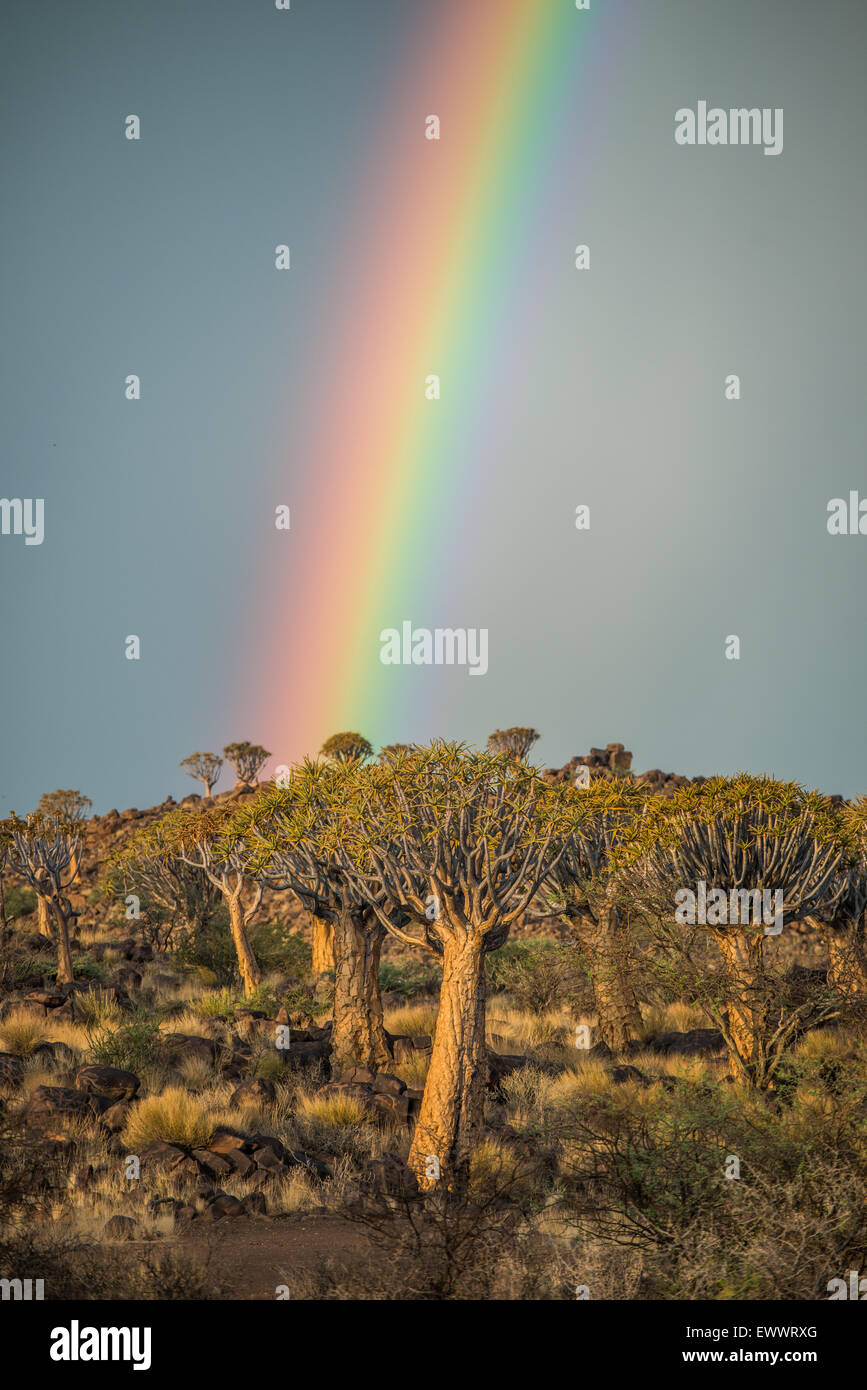 Keetmanshoop, Namibia - Köcherbaumwald mit Regenbogen über Kopf auf dem Spielplatz der Riesen Stockfoto