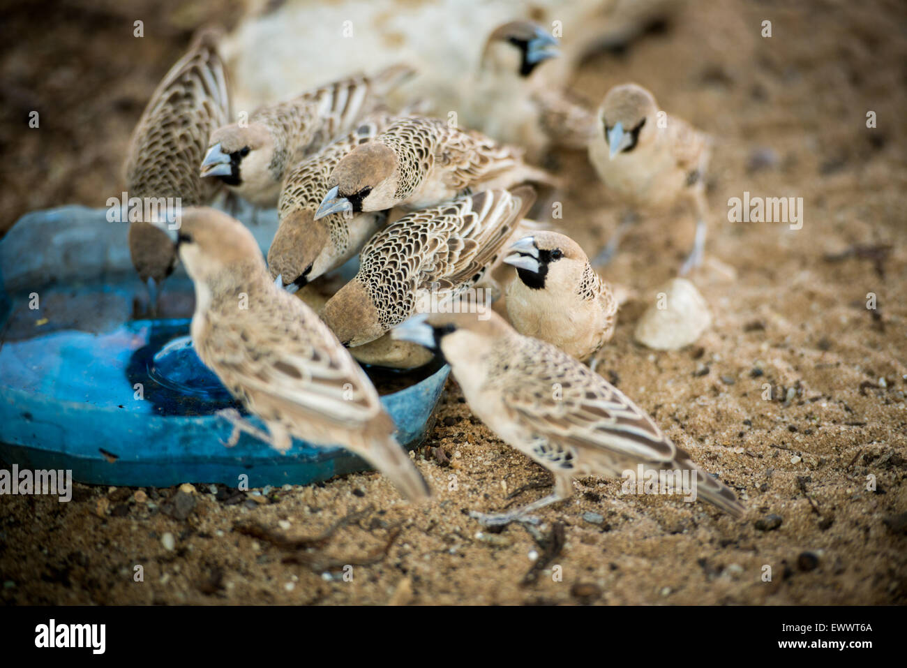 Khalagadi Transfrontier Park, Afrika - Vögel in freier Wildbahn Stockfoto