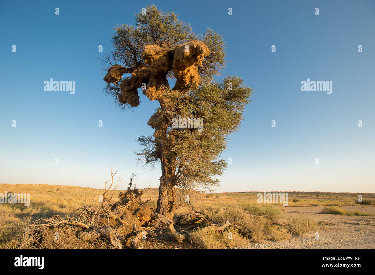 Khalagadi Transfrontier Park, Südafrika - Massive Weaver Vögel nisten überholen Köcherbaum in Afrika Stockfoto