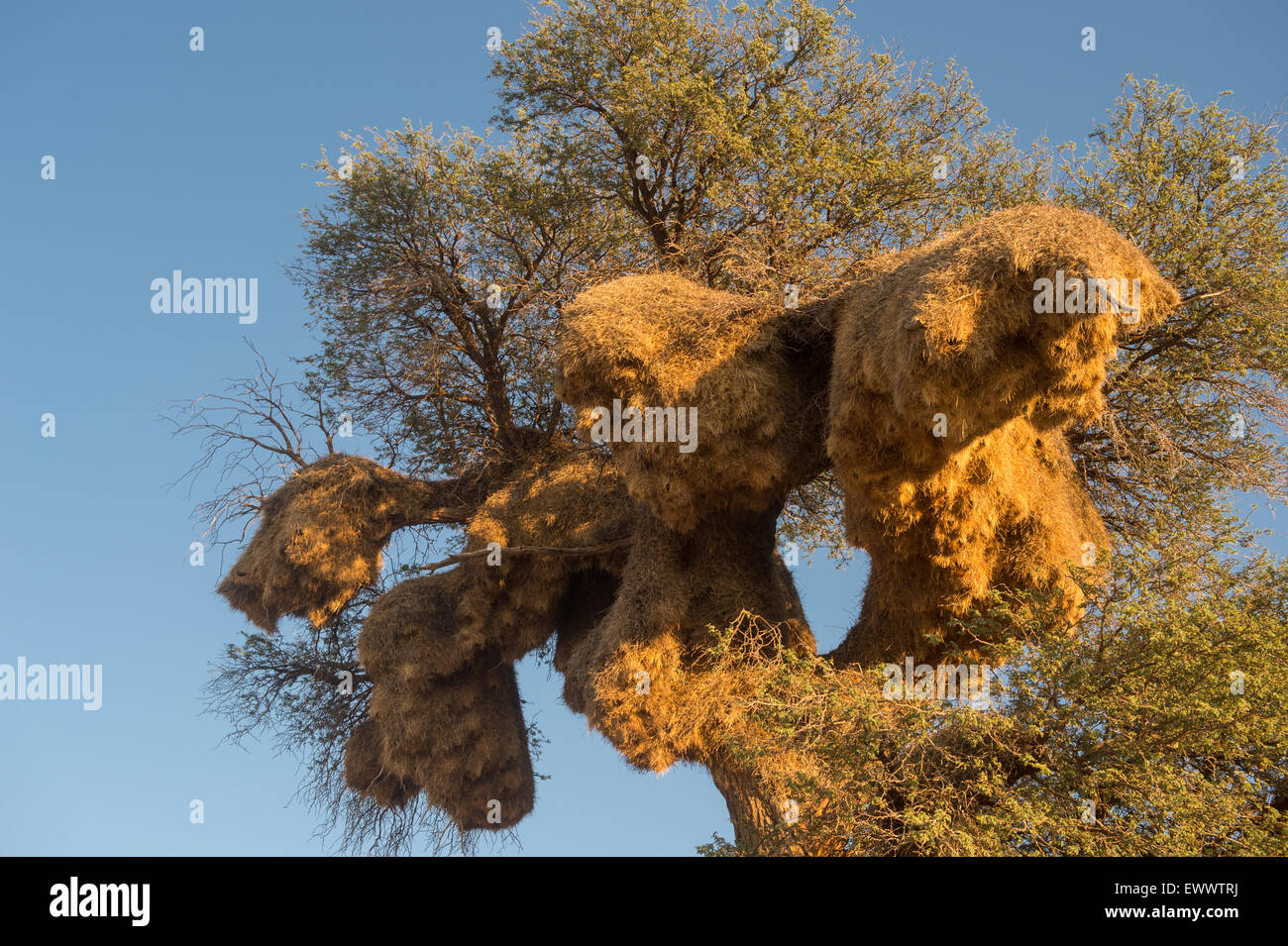 Khalagadi Transfrontier Park, Südafrika - Massive Weaver Vögel nisten überholen Köcherbaum in Afrika Stockfoto