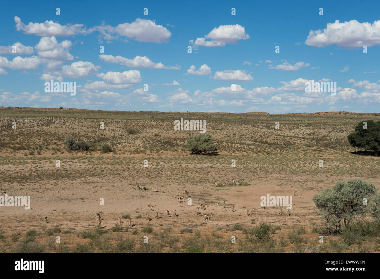 Khalagadi Transfrontier Park, Südafrika - Springbok roaming Stockfoto