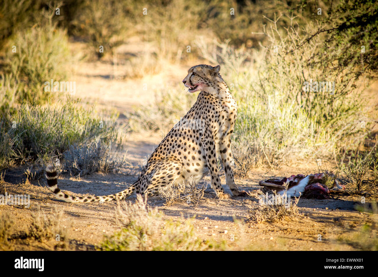 Südafrika - Gepard (Acinonyx Jubatus) ausruhen im Schatten in Khalagadi Transfrontier Park Stockfoto