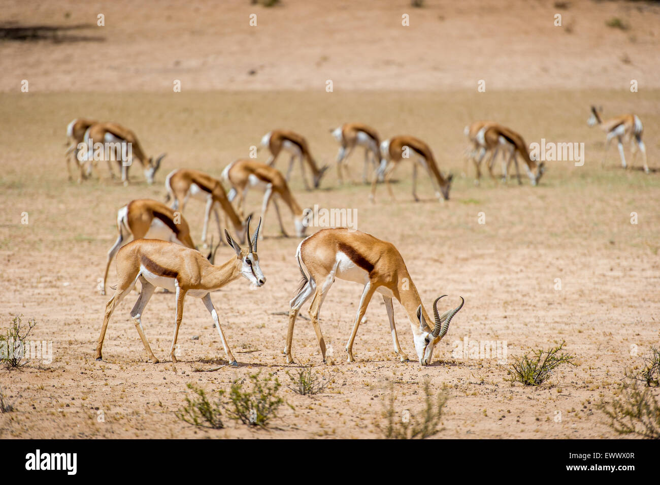 Südafrika - Springbok roaming in Khalagadi Transfrontier Park Stockfoto