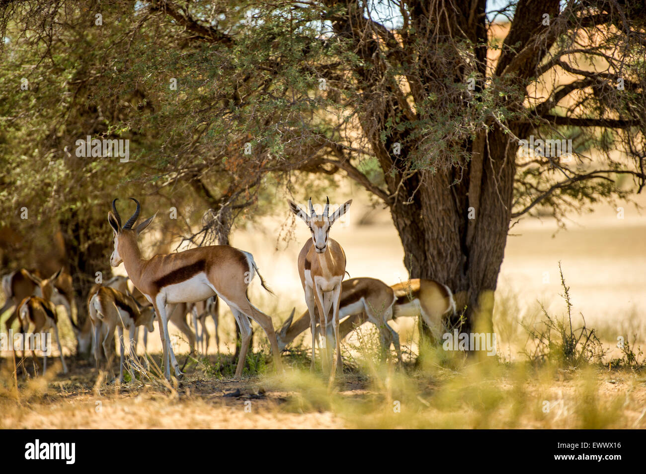 Südafrika - Springbok im Schatten eines Baumes innerhalb der Khalagadi Transfrontier Park Stockfoto