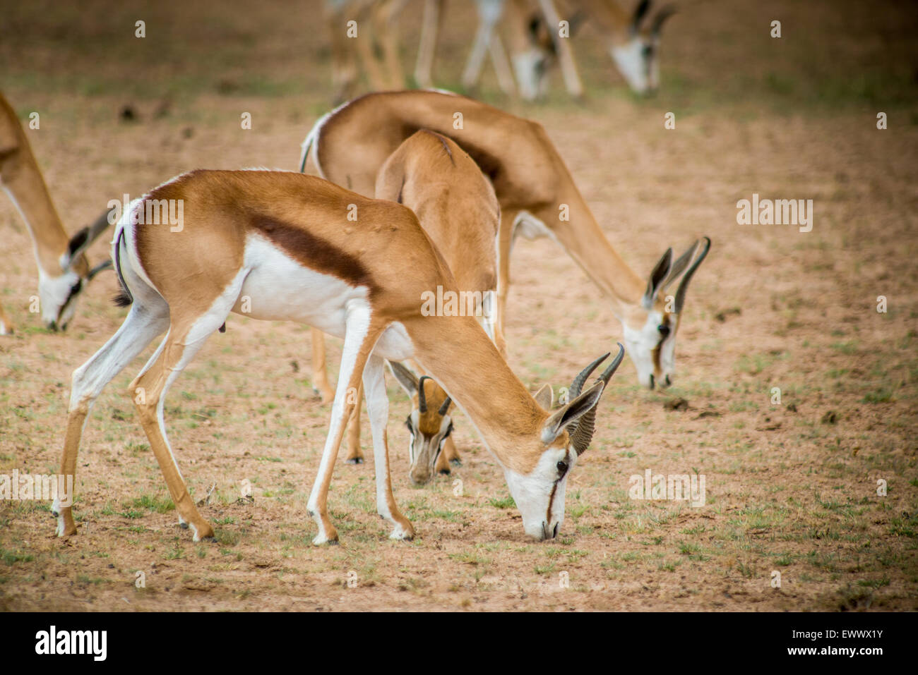 Südafrika - Springbok roaming in Khalagadi Transfrontier Park Stockfoto