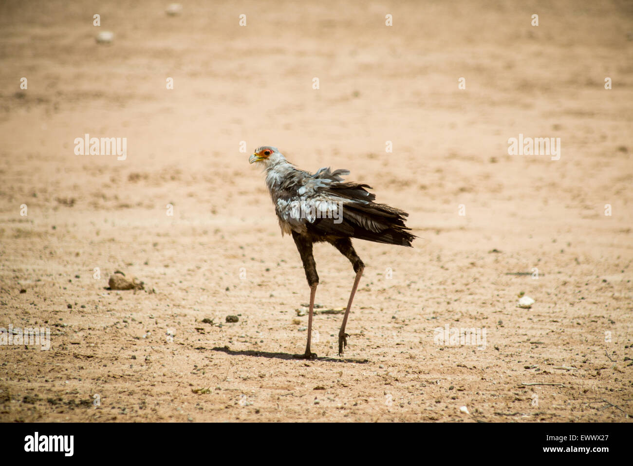 Südafrika - wilde Vogel in Khalagadi Transfrontier Park Stockfoto