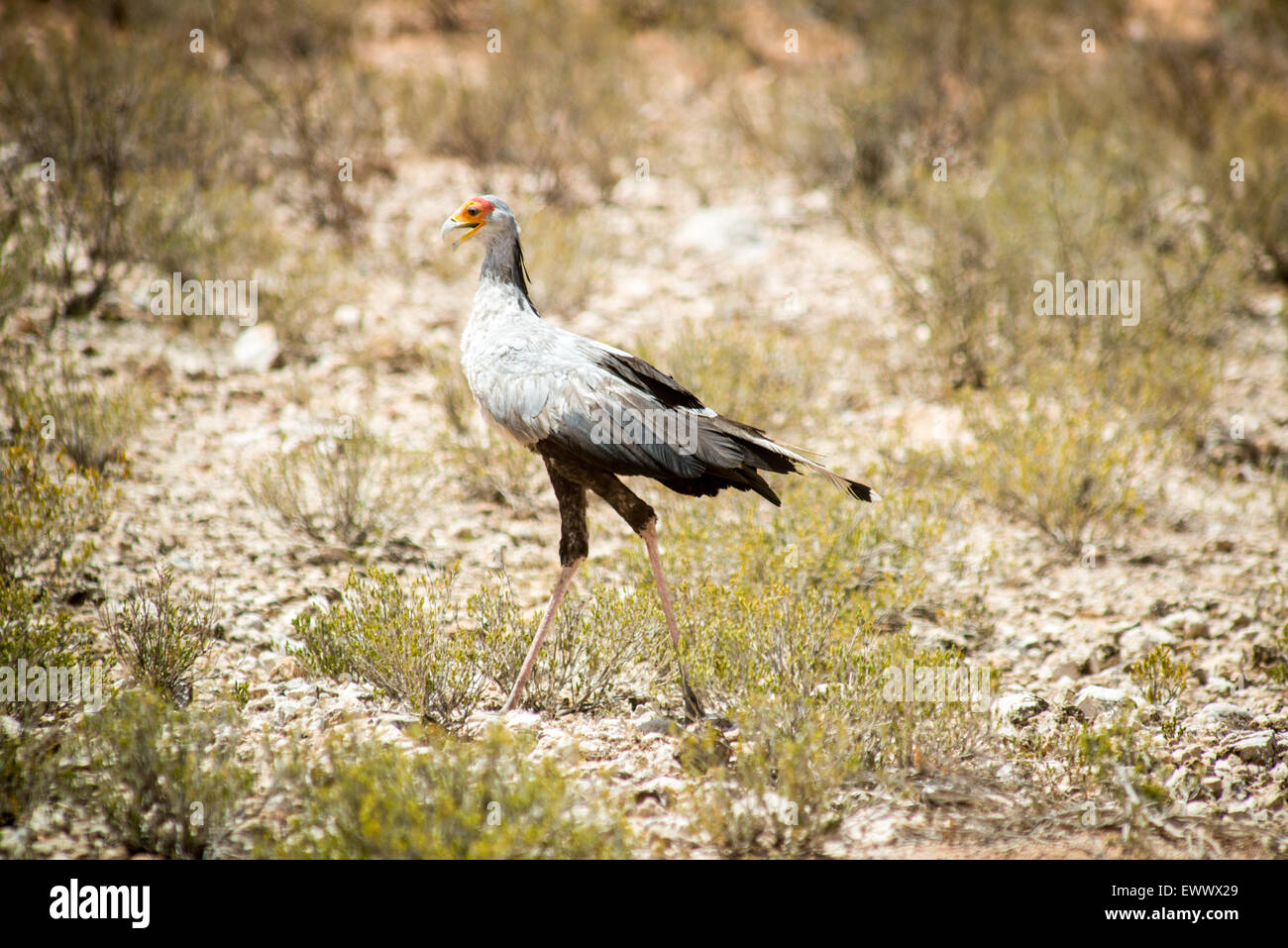 Südafrika - wilde Vogel in Khalagadi Transfrontier Park Stockfoto
