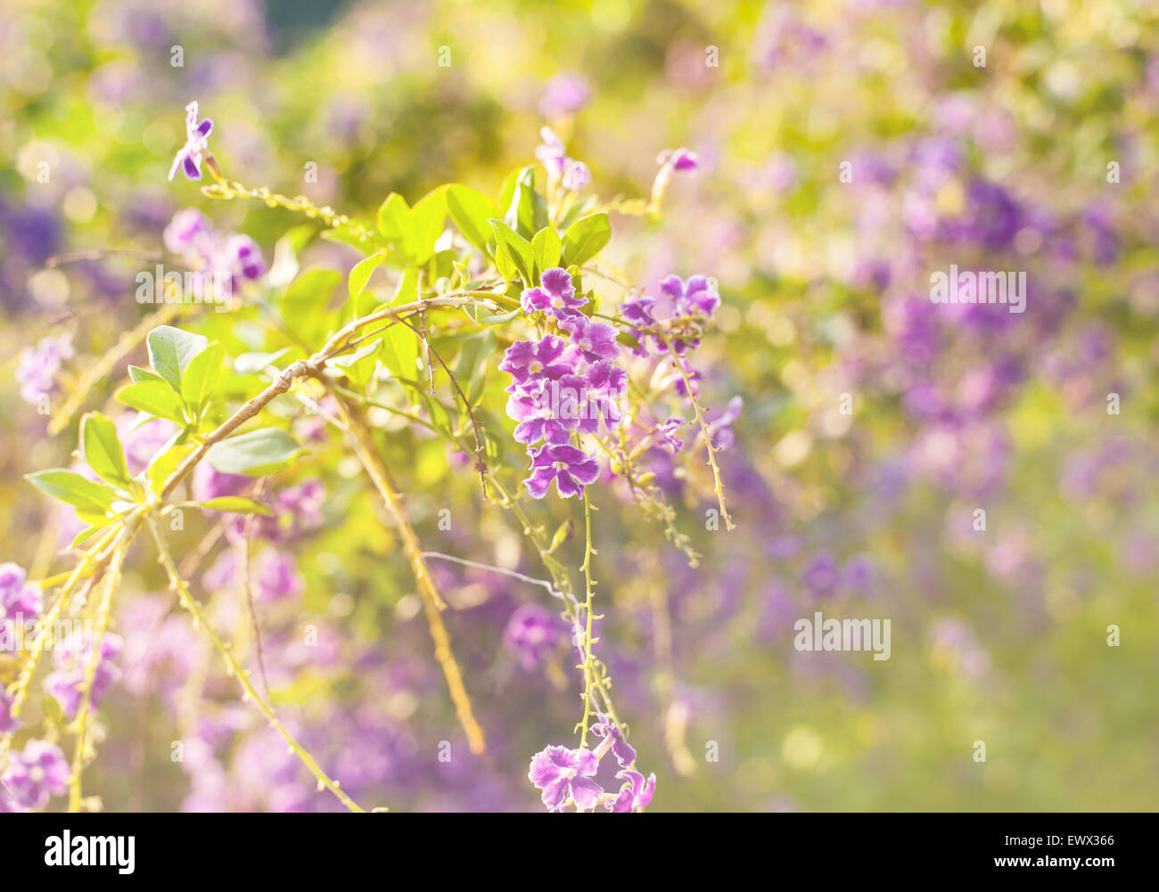 Schöne Blume, wunderschöne Natur mit bunten und Unschärfe Hintergrund Stockfoto