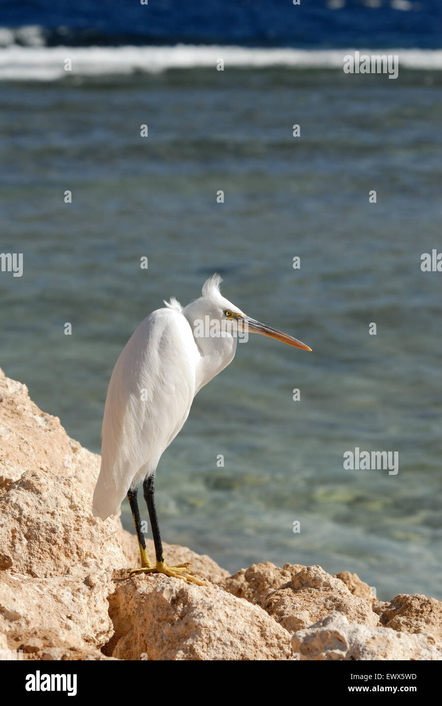 Silberreiher Western Reef am Strand von Sharm el-Sheikh von Rotes Meer, Sinai, Ägypten Stockfoto