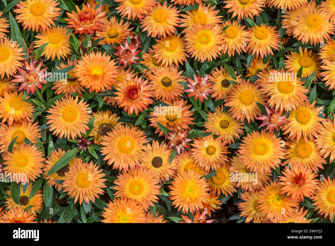 Goldene ewig oder Strawflower (Helichrysum Bracteatum), Baden-Württemberg, Deutschland Stockfoto