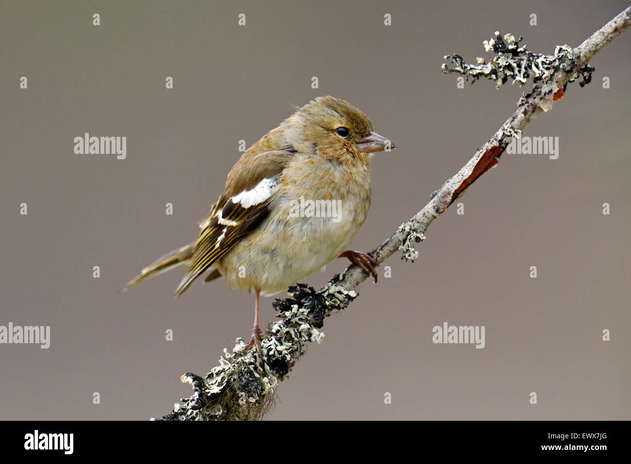 Gemeinsamen Buchfinken (Fringilla Coelebs), weibliche auf Ast, Hedmark, Norwegen Stockfoto