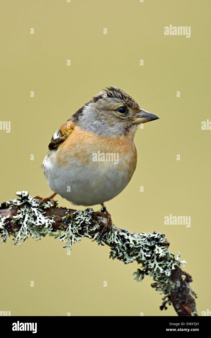 Bergfink (Fringilla Montifringilla), weibliche auf Ast, Hedmark, Norwegen Stockfoto