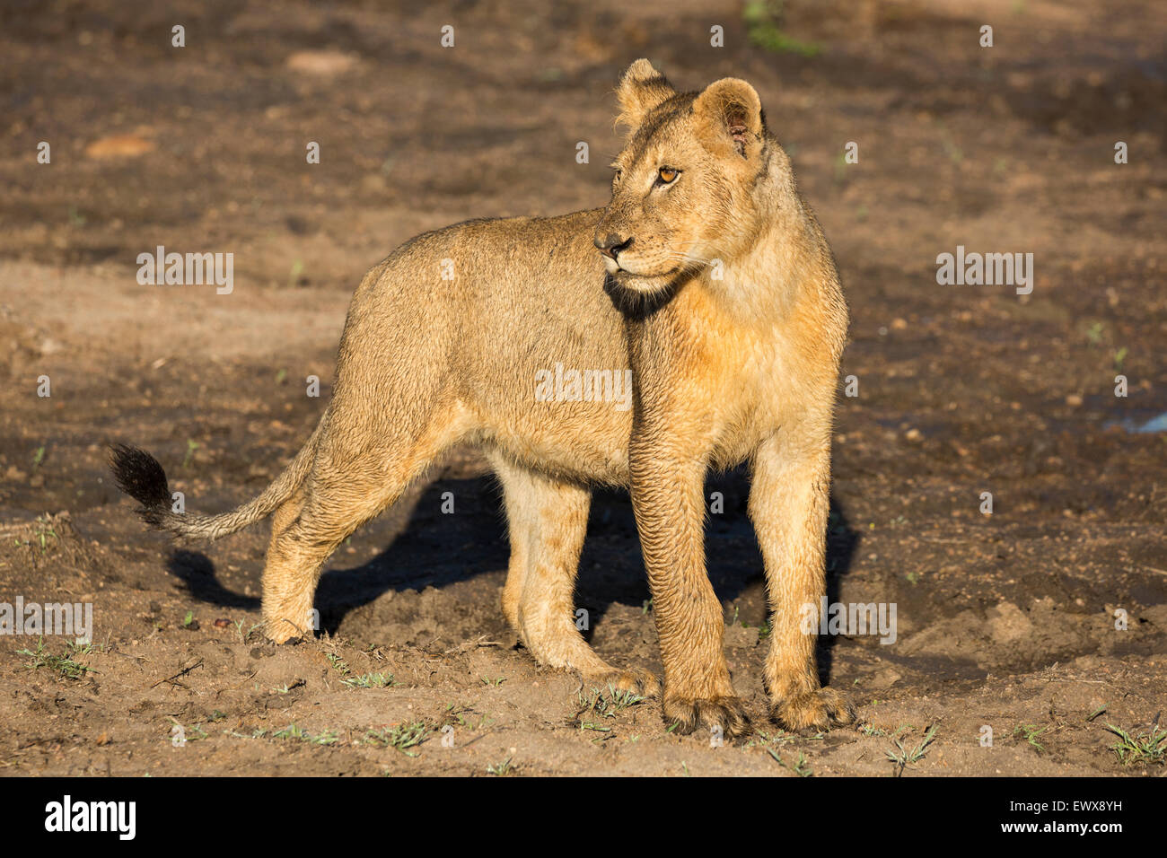 Junger Löwe (Panthera Leo), Krüger Nationalpark, Südafrika Stockfoto