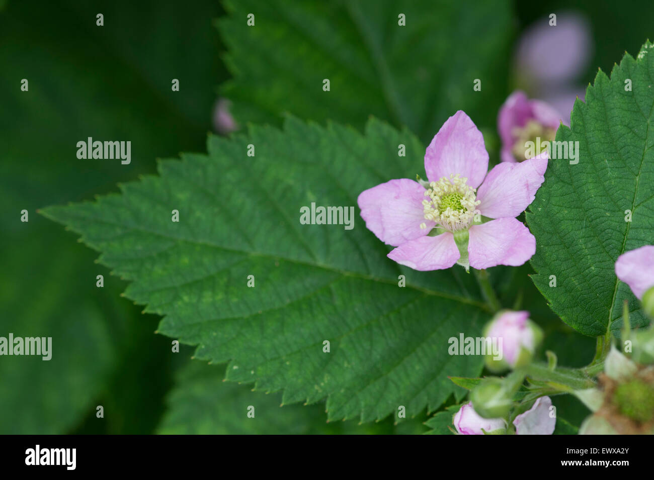 Rubus Fruticosus. Thornless Brombeere 'Chester' blüht im Juni Stockfoto