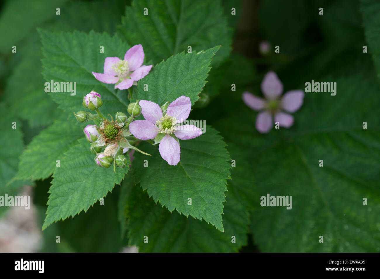 Rubus Fruticosus. Thornless Brombeere 'Chester' blüht im Juni Stockfoto