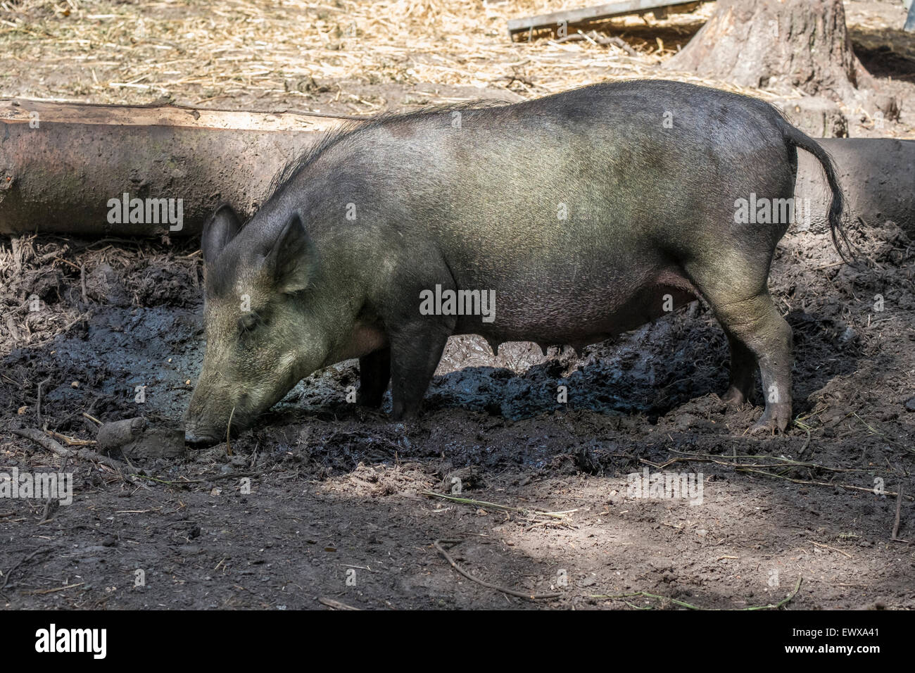 Wildschwein Sus scrofa im New Forest Hampshire Vereinigtes Königreich Stockfoto