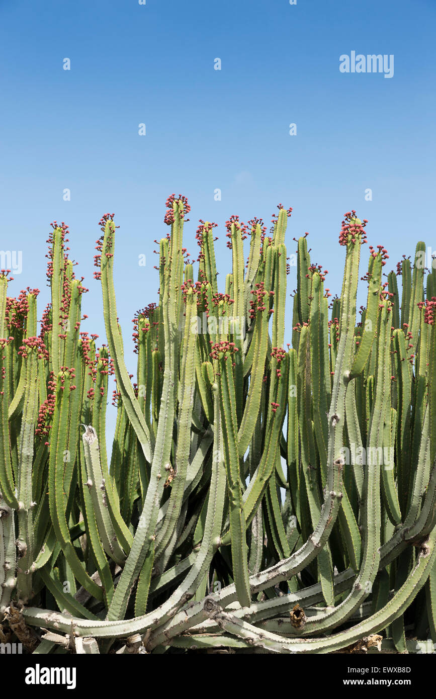 Kaktus in Blüte vor blauem Himmel Stockfoto