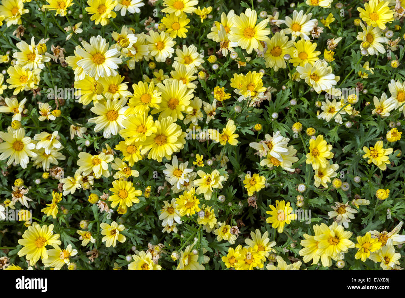 Gelbes Gänseblümchen im Counter Licht Stockfoto