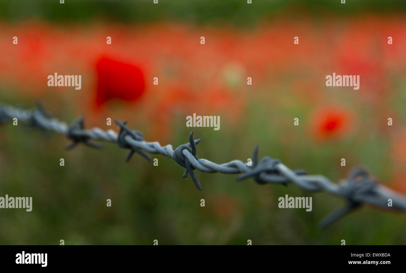 Stacheldraht hautnah mit einem Hintergrund von Mohn in einem Feld in Somerset, in der Nähe von Bristol, England, UK Stockfoto