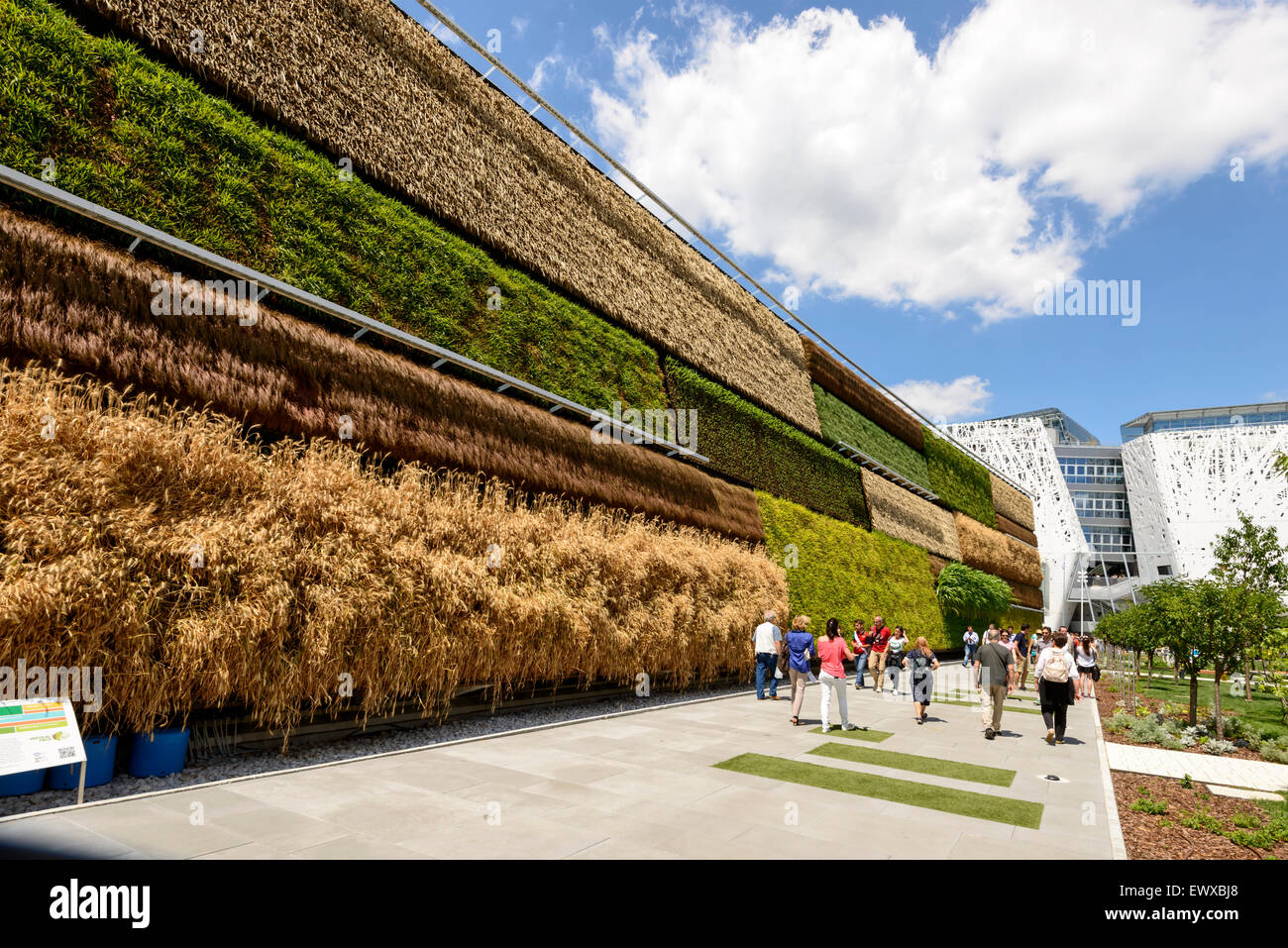 Mailand, Italien - Juni 24: Blick auf die Mauer von Israel Pavillon bedeckt mit vertikalen Plantage, erschossen am 24. Juni 2015 Mailand, Ital Stockfoto