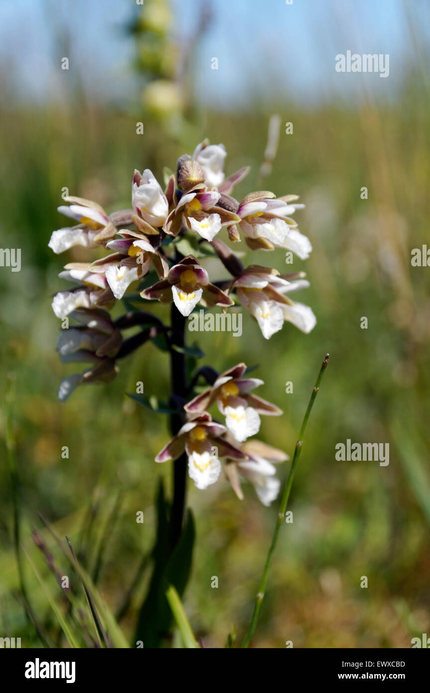 Marsh Helleborine Epipactis Palustris, Qualitätsorientierung National Nature Reserve, Porthcawl, South Wales, UK. Stockfoto