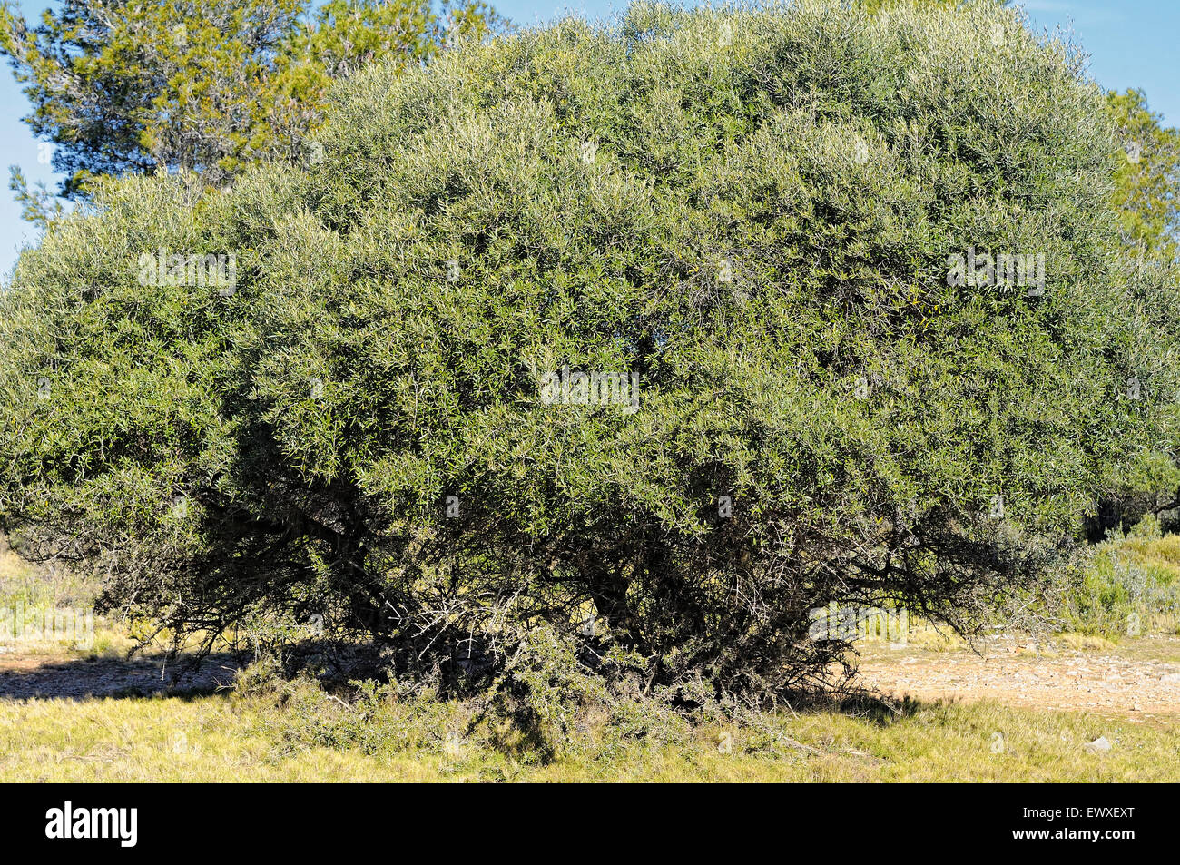 Wilden Olivenbaum, Olea Europaea var. Sylvestris im Montgrí, Medes-Inseln und Baix Ter Natural Park. Girona. Katalonien. Spanien Stockfoto