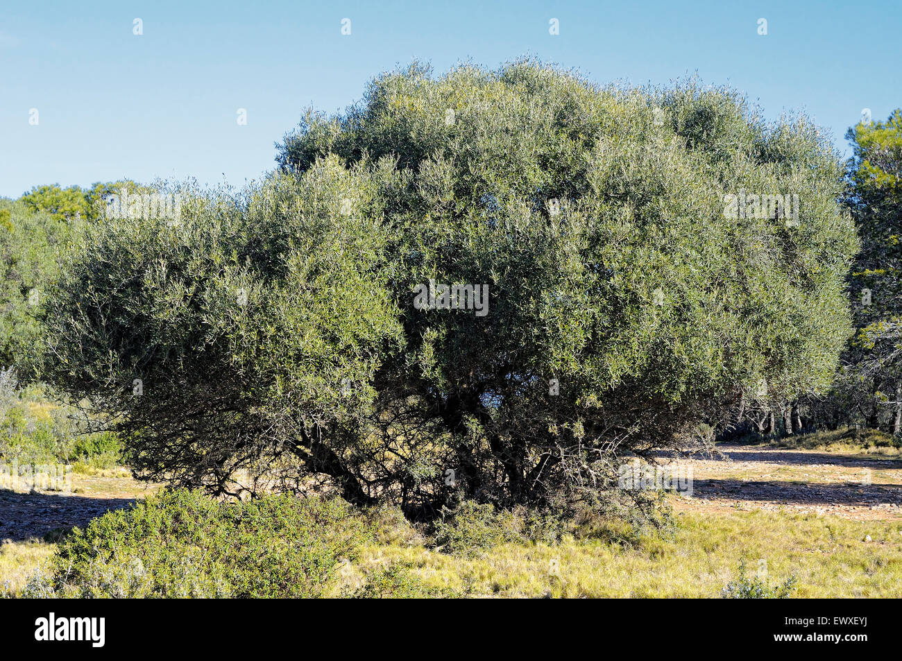 Wilden Olivenbaum, Olea Europaea var. Sylvestris im Montgrí, Medes-Inseln und Baix Ter Natural Park. Girona. Katalonien. Spanien Stockfoto