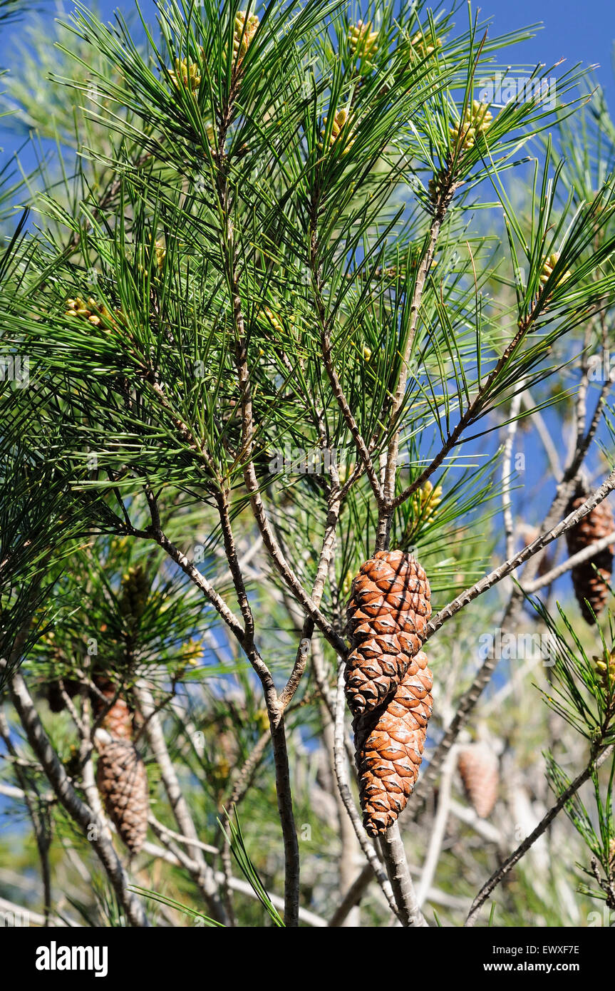 Details des Conus von Pinus Halepensis. Montgrí, Medes-Inseln und Baix Ter Naturpark. Girona. Katalonien. Spanien Stockfoto