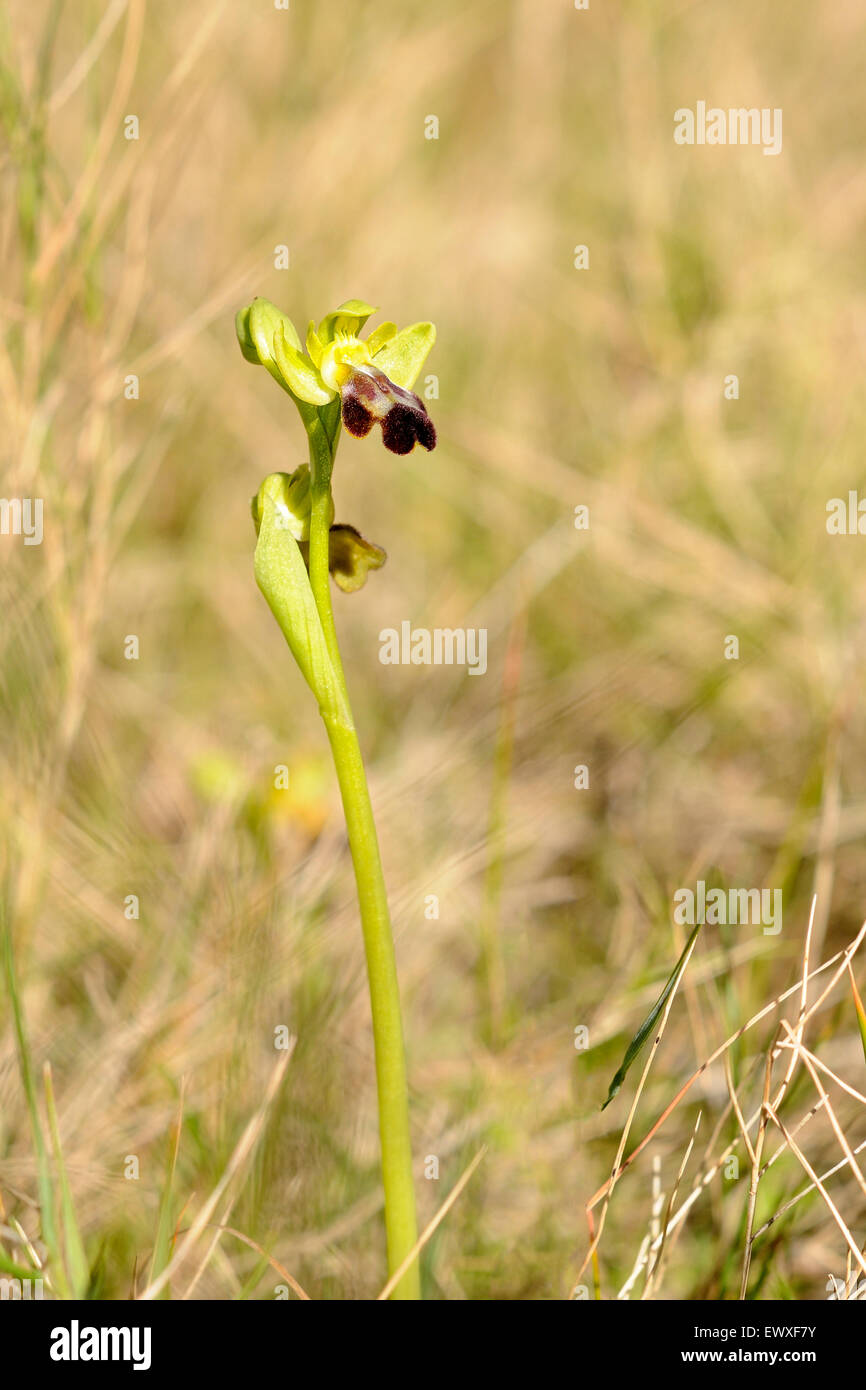 Düstere Biene - Orchidee, Ophris fusca, Portrait eines wildorchid mit schön unscharf Hintergrund. Stockfoto