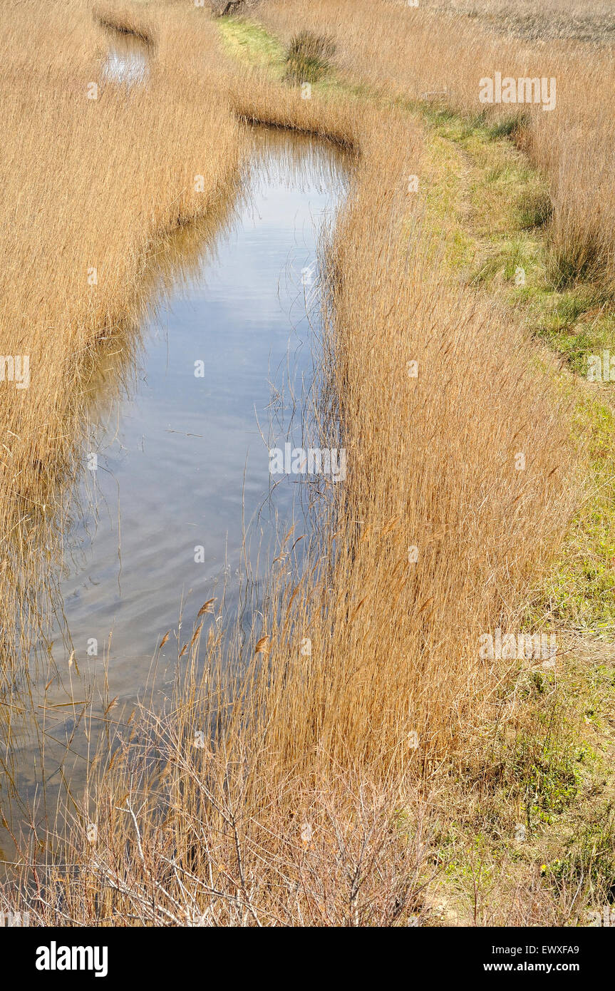 Blick auf eine Laggon im Montgrí, Medes-Inseln und Baix Ter Natural Park. Girona. Katalonien. Spanien. Stockfoto